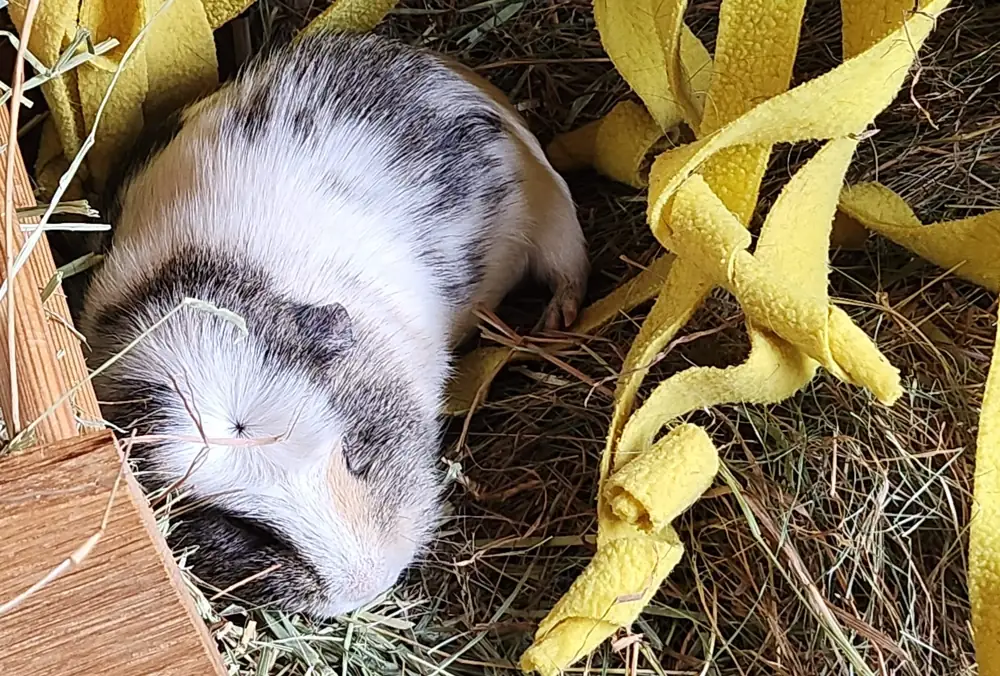 Photo of a white, grey and agouti guinea pig having a nap. He is lying in a big pile of hay next to a wooden hay rack.