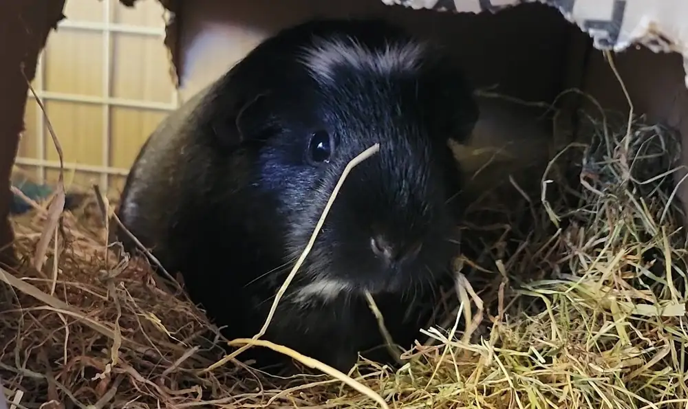 Photo of a black and white guinea pig in a very chewed upside down cardboard box. She is sat in a pile of hay and is eating a strand