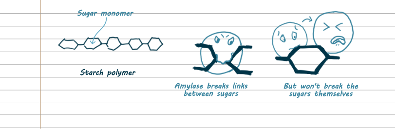 Left image: a bunch of hexagons strung together. It is labelled starch polymer. One hexagon is labelled sugar monomer. Middle image: The join between two hexagons has been zoomed in on. A circle with a mischevious face is nomming on the join. The label says amylase breaks links between sugars. Right image: a sugar hexagoon has been zoomed in on. A circle with a nervous face takes a nibble of a corner. Another circle is making a disgusted face. The label says amylase won't break the sugars themselves.