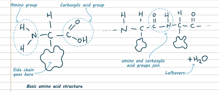 On the left, a drawing of a generic amino acid. It has a central carbon. Left of the carbon is an N with two H's coming off. Above is an H. Below is a blob labelled 'side chain goes here'. To the right is a carboxylic acid group. The second drawing on the right is two amino acids joined together. The middle has become a C=O connected to an N-H, which is labelled 'amino and carboxylic acid groups join'. There is also an H2O labelled 'leftovers'.