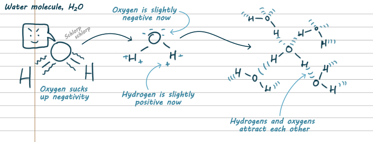 Three diagrams. In the first, a water molecule is made of an O with two H's. The bonds are sort of wibbly. The oxygen has a speech bubble making a mischevious face. It is also saying schlorp schlorp. In the middle, the oxygen is slightly negative and the hydrogen is slightly positive. On the right, lots of H2O molecules are floating around, with like wifi lines to show the Hs and the Os are attracting each other.